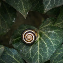 round bottomed snail  screen for extension Chrome web store in OffiDocs Chromium