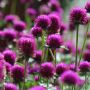 Round daisies  screen for extension Chrome web store in OffiDocs Chromium
