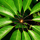 Round foliage  screen for extension Chrome web store in OffiDocs Chromium