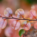 Round red leaf  screen for extension Chrome web store in OffiDocs Chromium