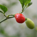 Round red pepper  screen for extension Chrome web store in OffiDocs Chromium