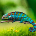Round tailed chameleon  screen for extension Chrome web store in OffiDocs Chromium