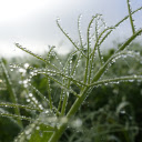 Round water drops on the tree  screen for extension Chrome web store in OffiDocs Chromium