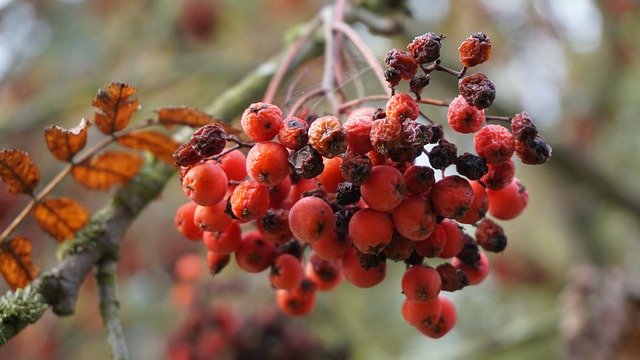 Free download Rowan Autumn Rowanberries free photo template to be edited with GIMP online image editor