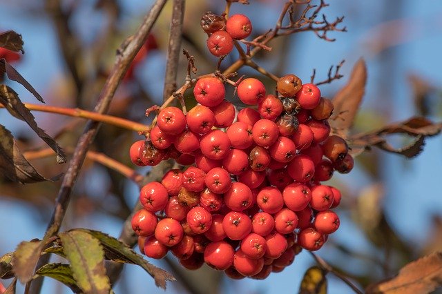 Free download Rowan Berries Sorbus Fruit Per -  free photo or picture to be edited with GIMP online image editor