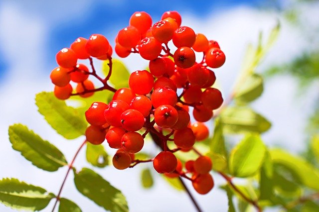 Descărcare gratuită Rowanberry Bush Berry Berries - fotografie sau imagini gratuite pentru a fi editate cu editorul de imagini online GIMP