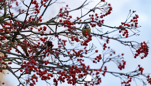 Free download rowan bird great tit red yellow free picture to be edited with GIMP free online image editor