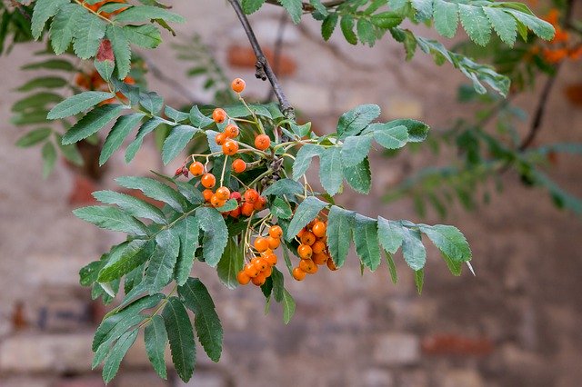 Free download Rowan Branch Fruit -  free photo or picture to be edited with GIMP online image editor