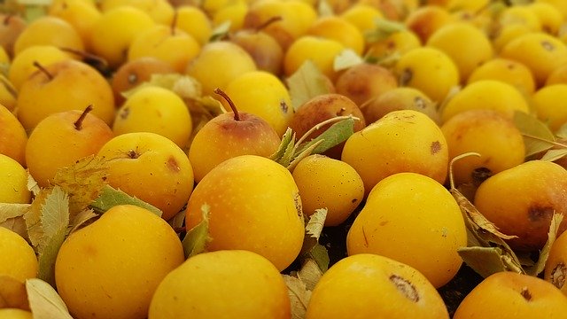 Rowan Fruit Plant'i ücretsiz indirin - GIMP çevrimiçi resim düzenleyiciyle düzenlenecek ücretsiz fotoğraf veya resim