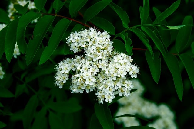 Free download rowan macro flower white nature free picture to be edited with GIMP free online image editor