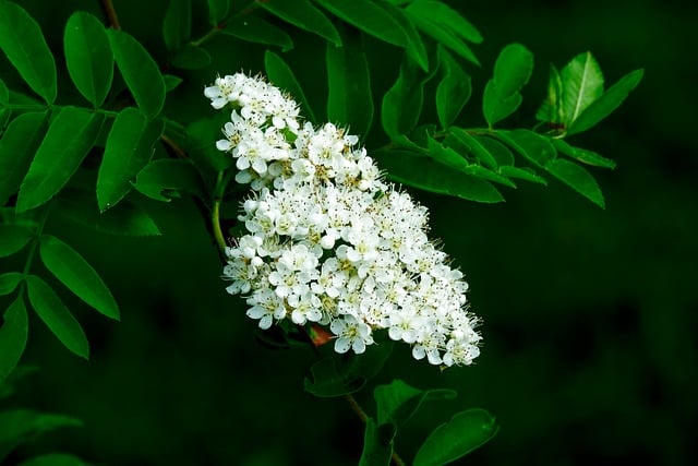 Free download rowan nature bloom summer flora free picture to be edited with GIMP free online image editor