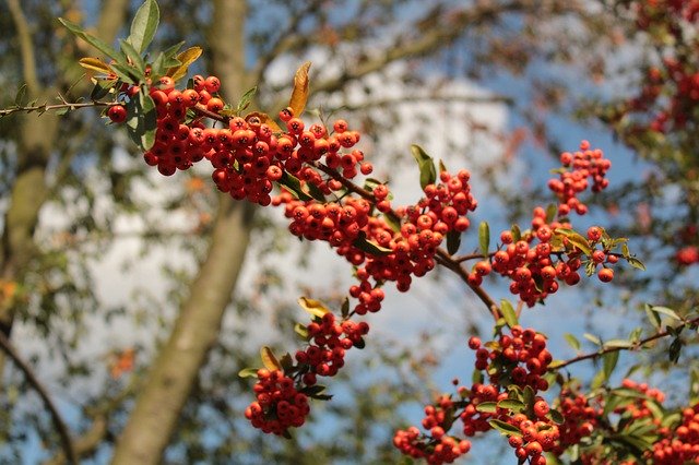 Free download Rowan Red Plant -  free photo or picture to be edited with GIMP online image editor