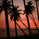 Row of coconut trees  screen for extension Chrome web store in OffiDocs Chromium