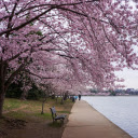 Row of trees by the lake  screen for extension Chrome web store in OffiDocs Chromium