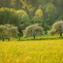 Row of trees next to rice fields  screen for extension Chrome web store in OffiDocs Chromium