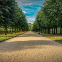 Rows of green trees  screen for extension Chrome web store in OffiDocs Chromium