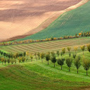 Rows of trees around the hills  screen for extension Chrome web store in OffiDocs Chromium