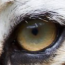 Royal Bengal Tiger 1920x1200  screen for extension Chrome web store in OffiDocs Chromium Royal Bengal Tiger 1920x1200  screen for extension Chrome web store in OffiDocs Chromium