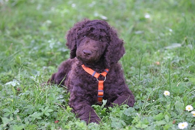 Free download royal poodle aurelio free picture to be edited with GIMP free online image editor