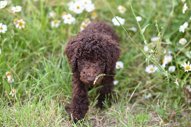 Free download royal poodle aurelio large poodle free picture to be edited with GIMP free online image editor