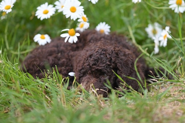 Free download royal poodle aurelio poodle animal free picture to be edited with GIMP free online image editor