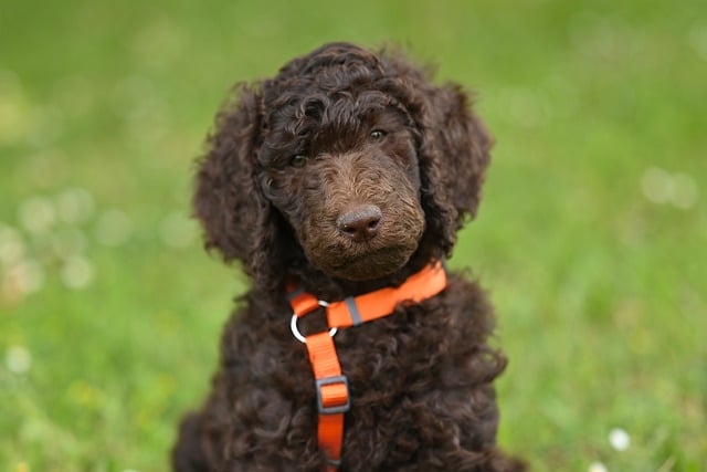 Free download royal poodle aurelio poodle dog free picture to be edited with GIMP free online image editor