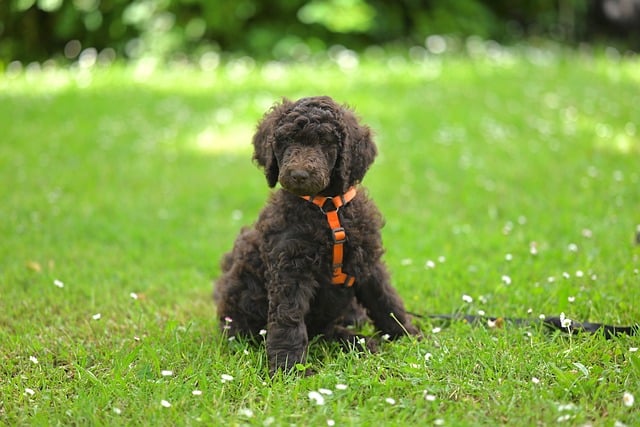 Free download royal poodle aurelio puppy free picture to be edited with GIMP free online image editor