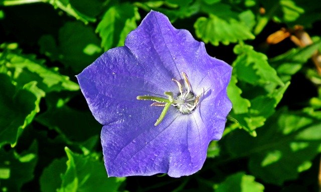 무료 다운로드 Rozwar Flower Blue - 무료 사진 또는 김프 온라인 이미지 편집기로 편집할 사진