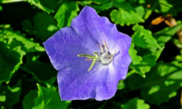 Muat turun percuma Rozwar Flower Blue - foto atau gambar percuma untuk diedit dengan editor imej dalam talian GIMP