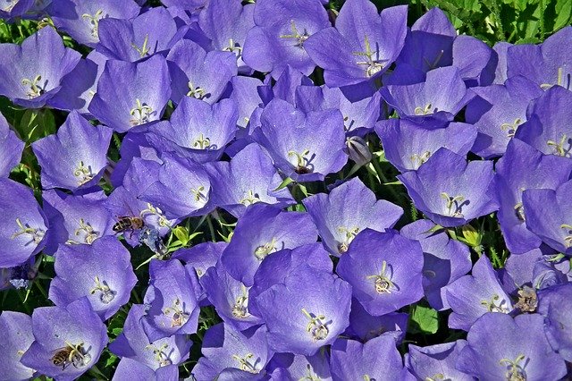 Gratis download Rozwar Flowers Blue - gratis foto of afbeelding om te bewerken met GIMP online afbeeldingseditor