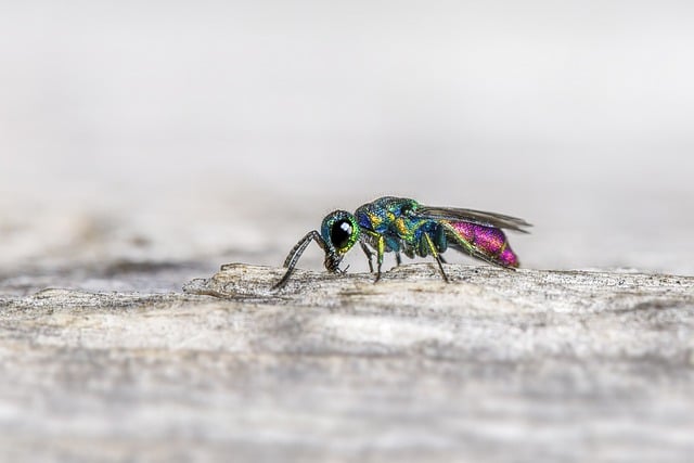 Free download ruby tailed wasp cuckoo wasp wasp free picture to be edited with GIMP free online image editor