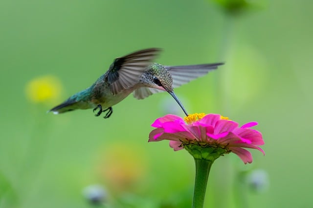 Free download ruby throated hummingbird flower free picture to be edited with GIMP free online image editor