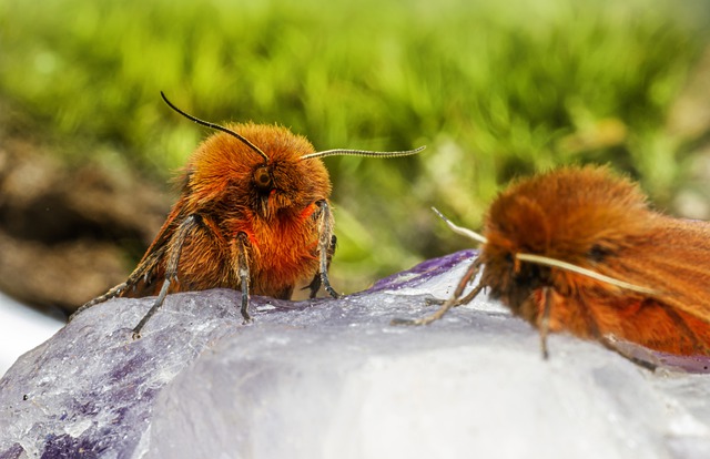 Free download ruby tiger insect moth free picture to be edited with GIMP free online image editor