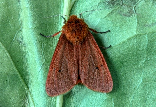 Free download Ruby Tiger Moth Macro -  free photo or picture to be edited with GIMP online image editor