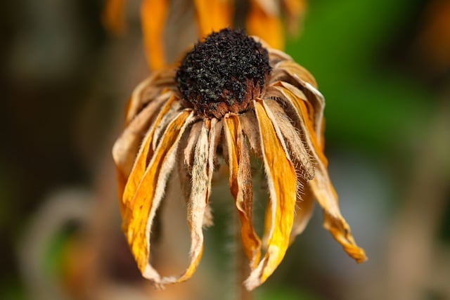 Free download rudbeckia dried coneflower free picture to be edited with GIMP free online image editor