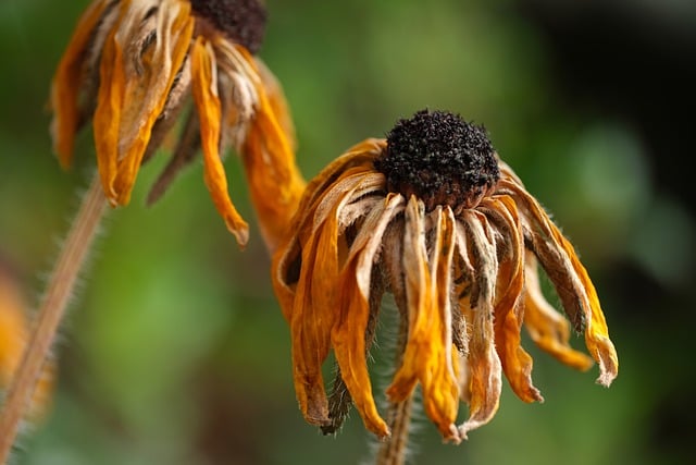 Free download rudbeckia dried coneflowers free picture to be edited with GIMP free online image editor