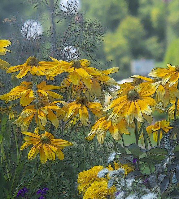 Descarga gratuita Rudbeckia Prairie Sun: ilustración gratuita para editar con el editor de imágenes en línea gratuito GIMP