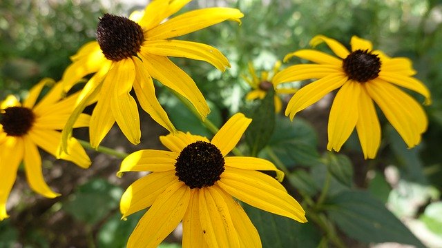 Free download Rudbeckia Yellow Bloom -  free photo or picture to be edited with GIMP online image editor