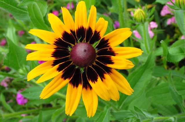 הורדה חינם Rudbekia Flower Summer - תמונה או תמונה בחינם לעריכה עם עורך התמונות המקוון GIMP