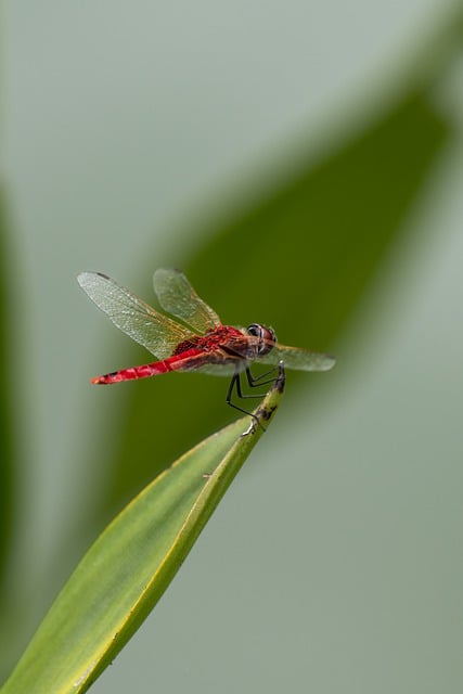 Free download ruddy darter dragonfly insect free picture to be edited with GIMP free online image editor