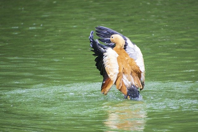 Free download ruddy shelduck bird duck free picture to be edited with GIMP free online image editor