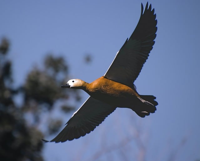 Free download ruddy shelduck bird flying duck free picture to be edited with GIMP free online image editor