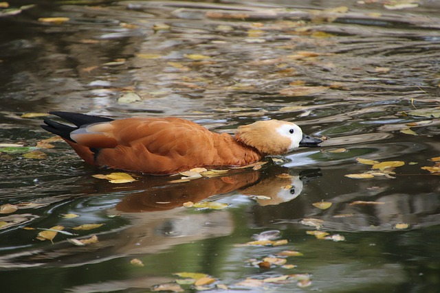Free download ruddy shelduck duck bird waterfowl free picture to be edited with GIMP free online image editor
