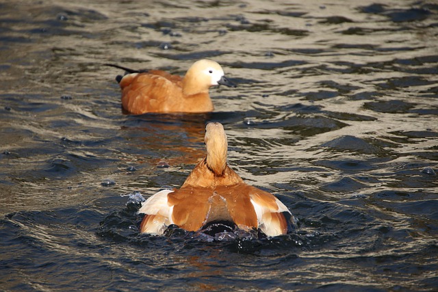 Free download ruddy shelduck ducks birds free picture to be edited with GIMP free online image editor