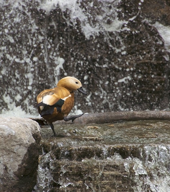Free download ruddy shelduck duck waterfall river free picture to be edited with GIMP free online image editor