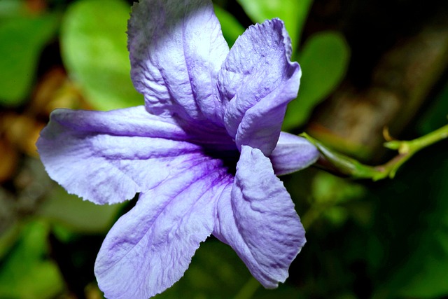 Free download ruellia flower purple flower free picture to be edited with GIMP free online image editor