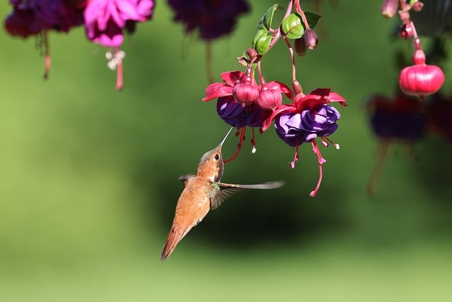 Free download rufous bird nature wildlife free picture to be edited with GIMP free online image editor