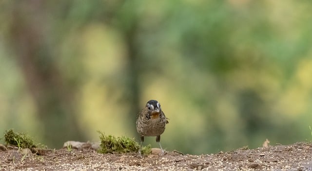 Free download rufous chinned laughingthrush bird free picture to be edited with GIMP free online image editor