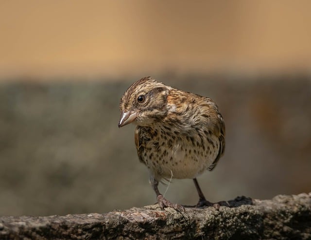 Free download rufous collared sparrow free picture to be edited with GIMP free online image editor