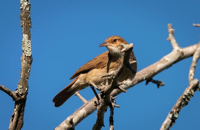 Free download rufous hornero bird animal branch free picture to be edited with GIMP free online image editor